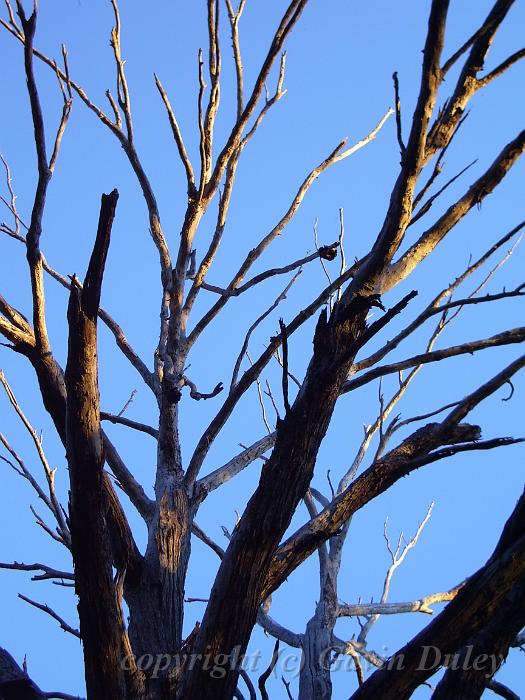 Tree skeleton, Yarrowyck IMGP9838.JPG